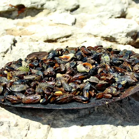 Kosta Resort Bŭlgarevo