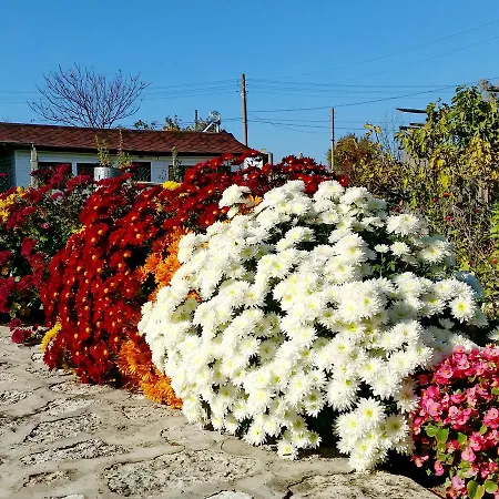 Kosta * Болгарево